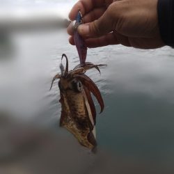 サイトエギング